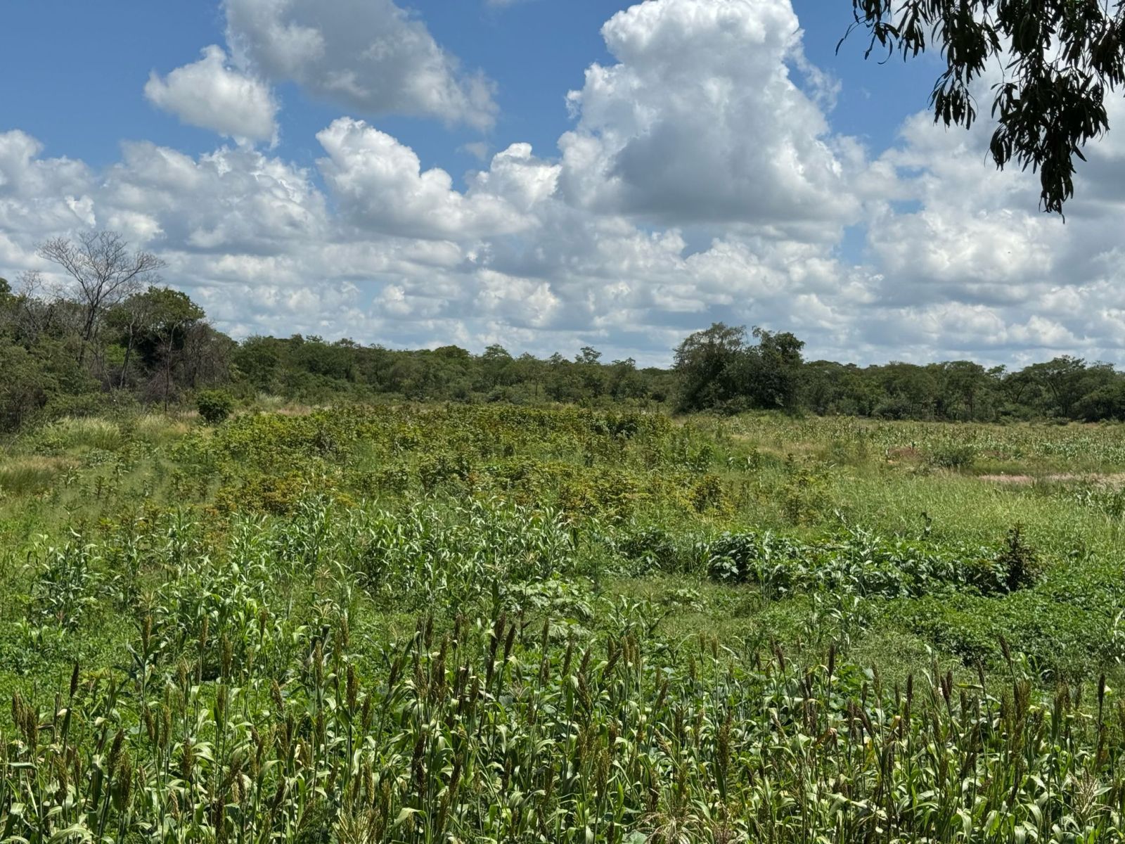 AGRO-RESIDENTIAL PLOT FOR SALE IN CHEGUTU — photo 7