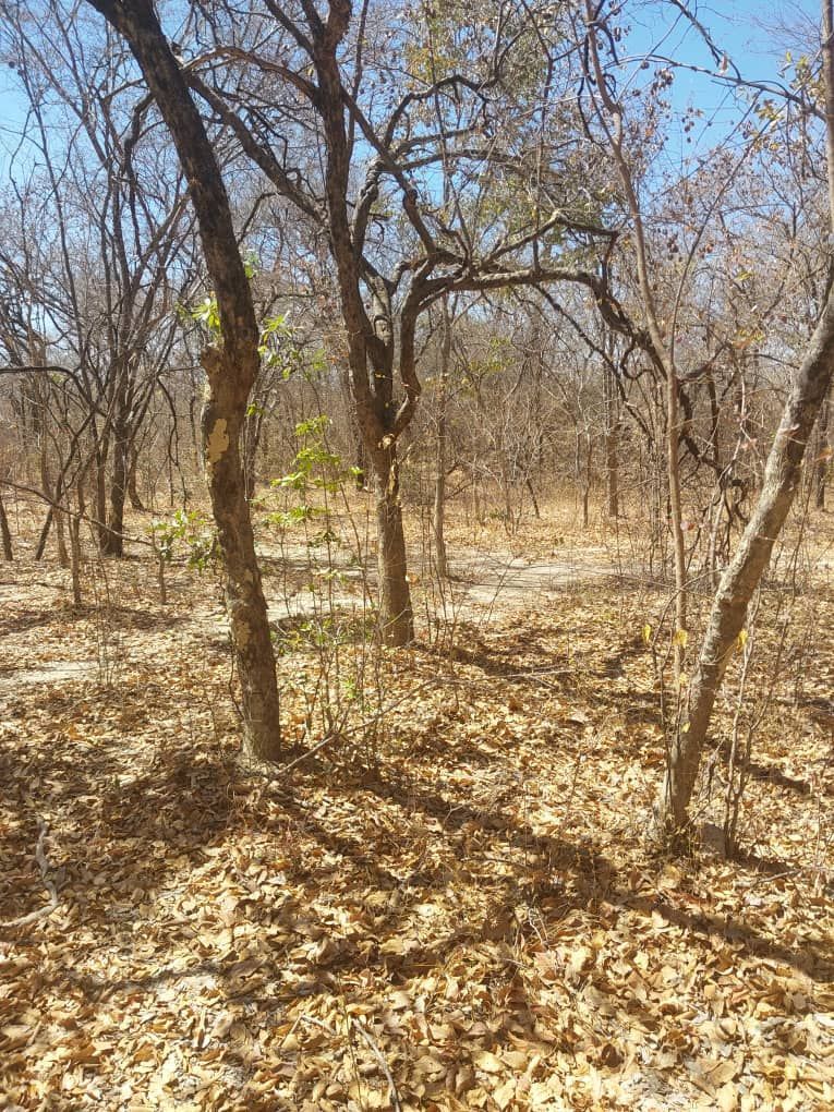 Agro-Residential Plots for Sale in Chegutu — photo 6