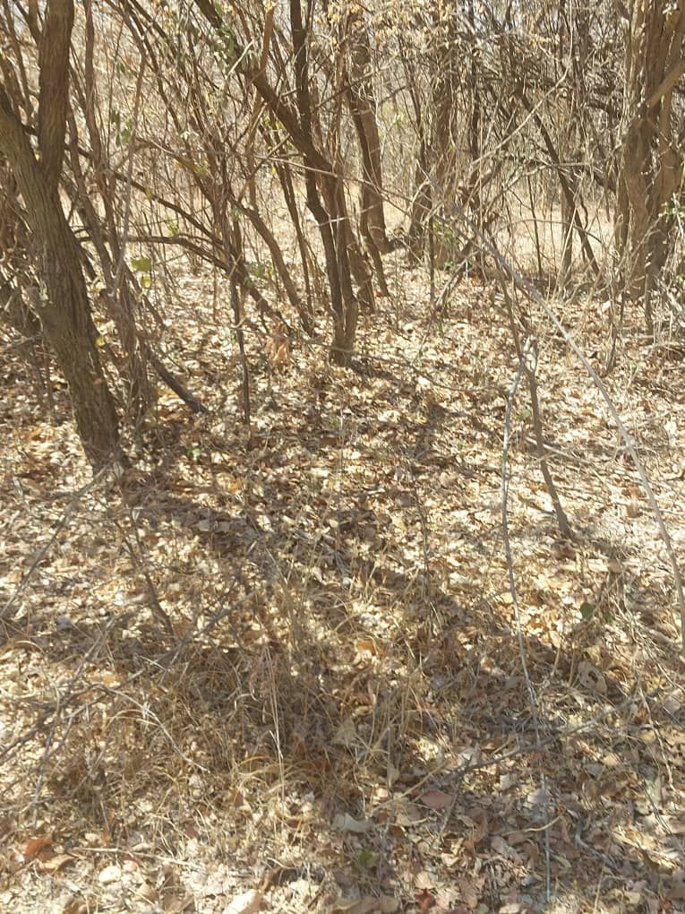 Agro-Residential Plots for Sale in Chegutu — photo 2