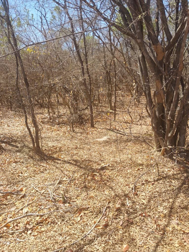 Agro-Residential Plots for Sale in Chegutu — photo 3