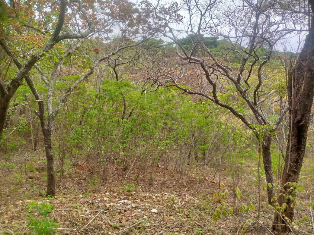 Land for Sale in Christon Bank — photo 7