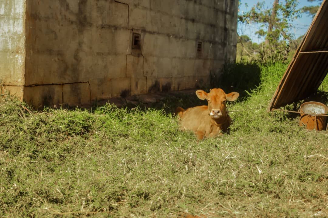 Farm for Sale In Glenforest — photo 9